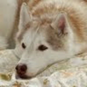 Meet your Posher, Sean